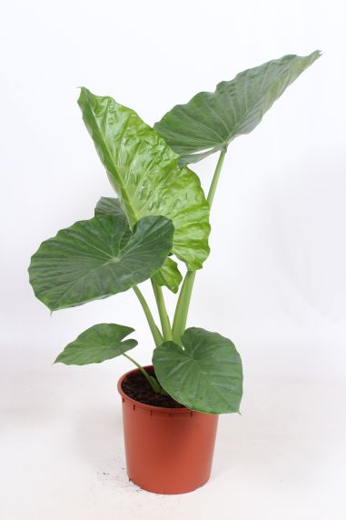 Alocasia macrorrhiza