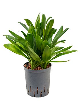 Cordyline glauca