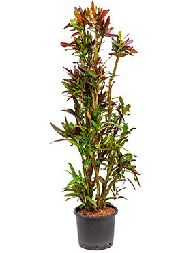 Croton (codiaeum) mamey