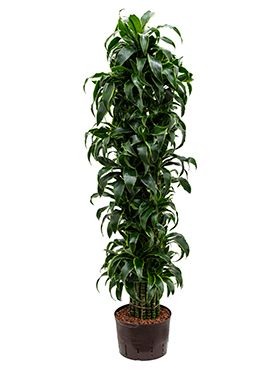 Dracaena dorado