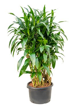 Dracaena janet craig