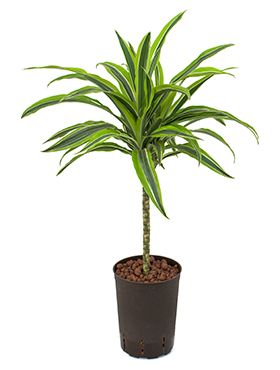 Dracaena lemon lime