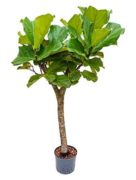 Ficus lyrata