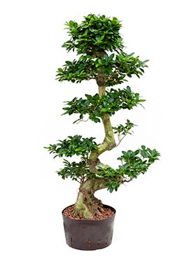 Ficus microcarpa compacta