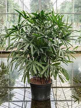 Rhapis excelsa