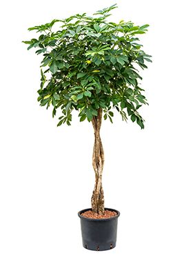 Schefflera gold capella