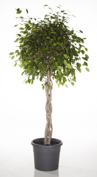 Ficus Exotica