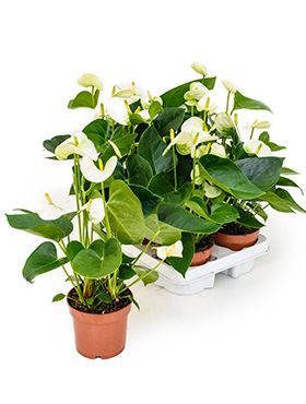 Anthurium and. sierra white 6/tray