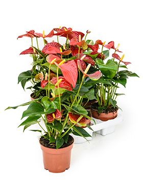 Anthurium and. sierra 6/tray