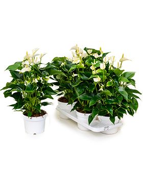 Anthurium and. white champion 4/tray