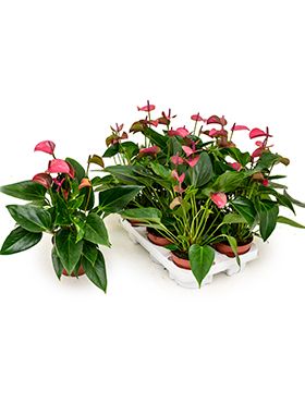 Anthurium and. cirano 6/tray