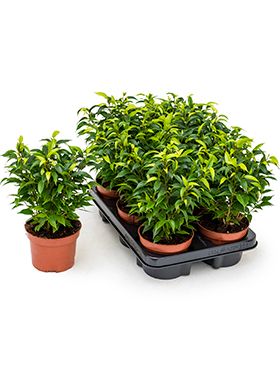 Ficus natasja 6/tray