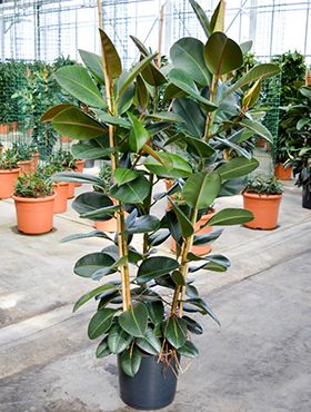 Ficus robusta