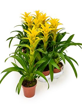 Guzmania hilda 6/tray