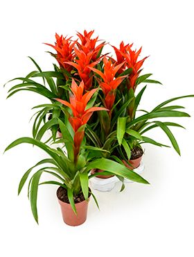 Guzmania ostara 6/tray