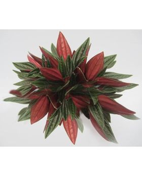 Peperomia rosso 8/tray