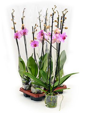 Phalaenopsis 6/tray