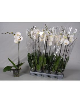Phalaenopsis 10/tray