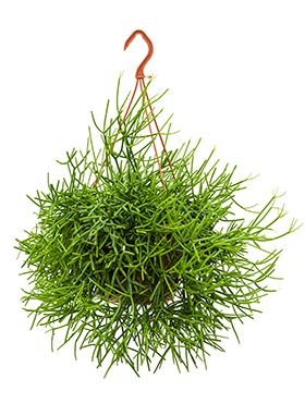 Rhipsalis heteroclada