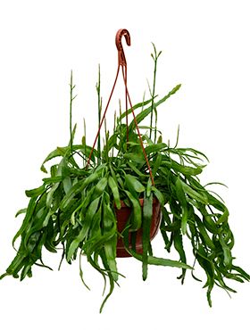 Rhipsalis ramaloris