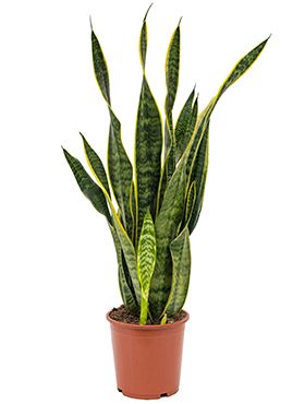 Sansevieria laurentii