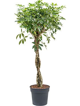 Schefflera gold capella