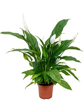 Spathiphyllum vivaldi 6/tray