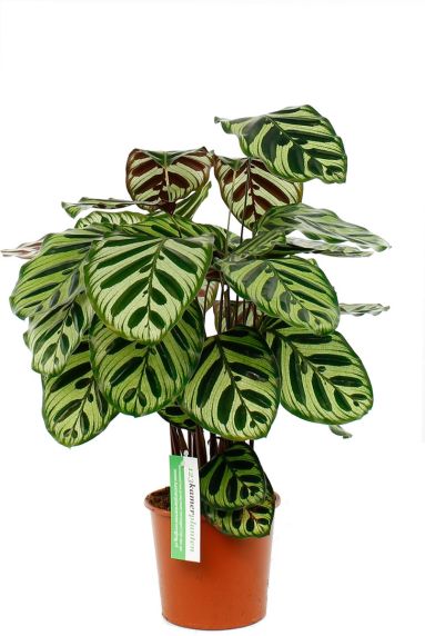 Calathea makoyana ovale bladeren met uniek patroon


