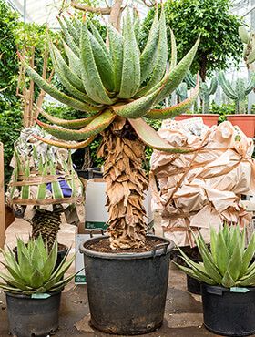 Aloe marlothii