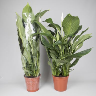 Spathiphyllum Sweet Silvana