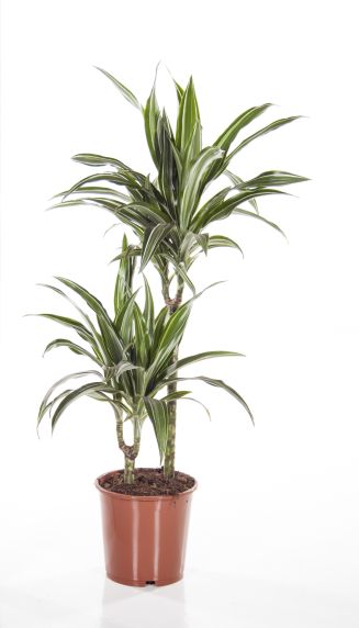 Dracaena Ulises