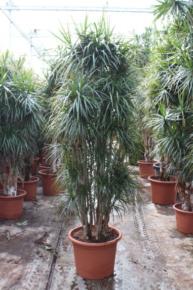 Dracaena Marginata