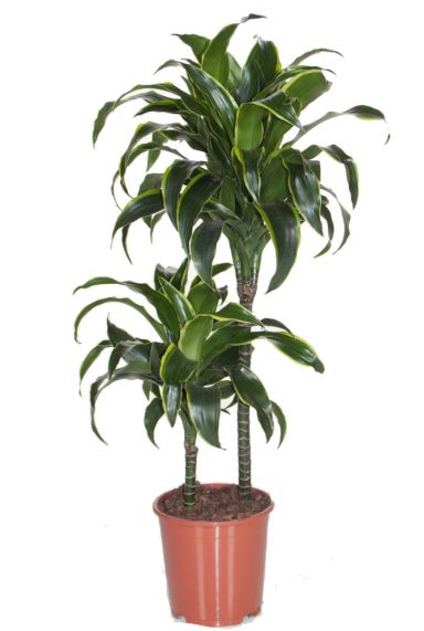 Dracaena Dorado