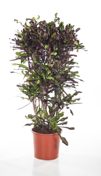 Croton curley boy