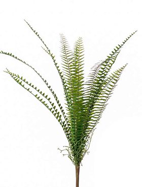 Fern nephrolepis