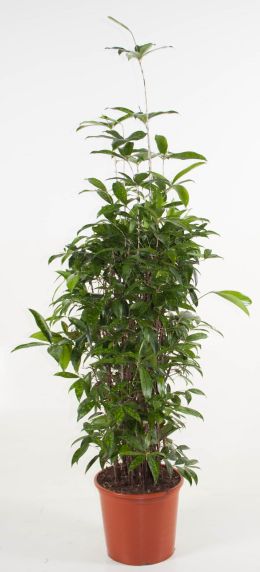 Dracaena Surculosa