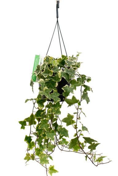 Hedera klimop plant kopen bij 123planten