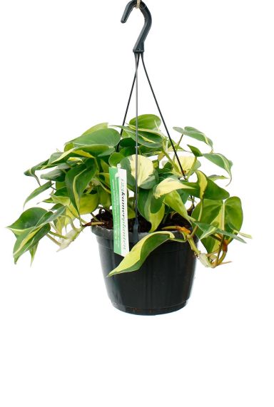 Philodendron Brasil hangplant kopen bij 123planten