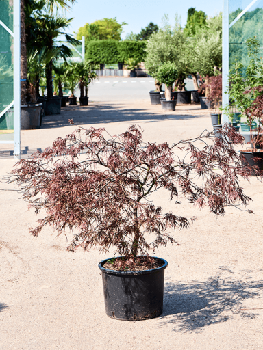 Acer tuinplanten
