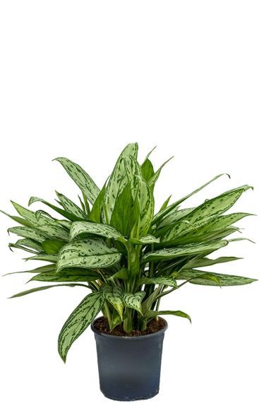 Aglaonema silver queen kamerplant 1