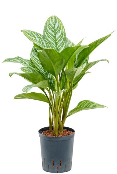 Aglaonema stripes met hydrokorrels