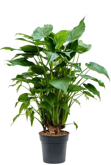 Alocasia cucullata 1