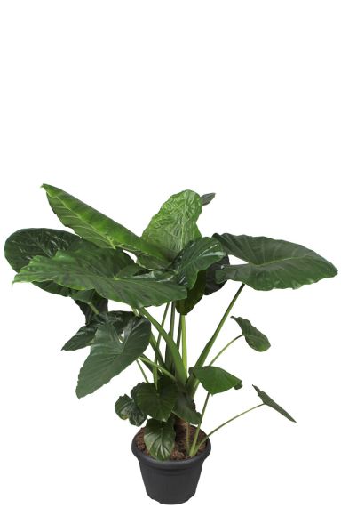 Alocasia macrorrhiza op stam