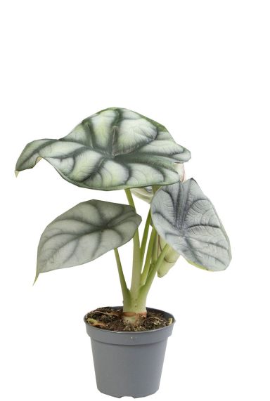 Alocasia silver dragon