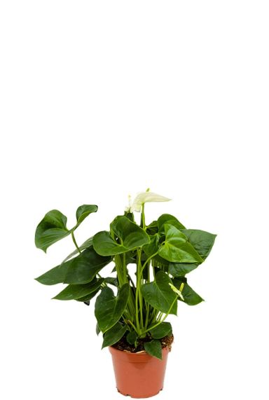 Anthurium sierra white kamerplant