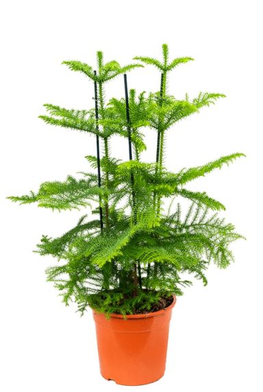 Araucaria heterophylla slangenden 1