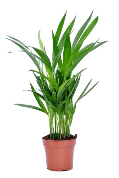 Areca-goudpalm-12cm