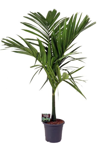 Areca catechu palm 1