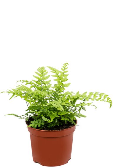 Athyrium spicatum varen