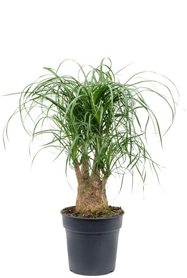 Beaucarnea-recurvata-olifantenpoot 1 1